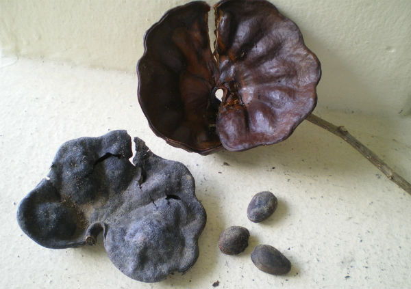Cosses séchées et graines du guanacaste