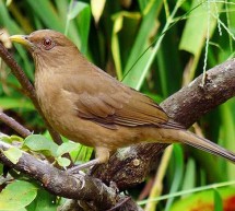 L’oiseau Yigüïrro, emblème du Costa Rica