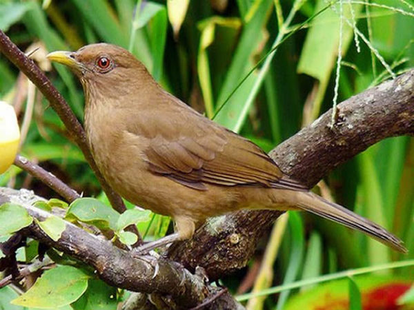 L'oiseau Yigüïrro, emblème du Costa Rica 