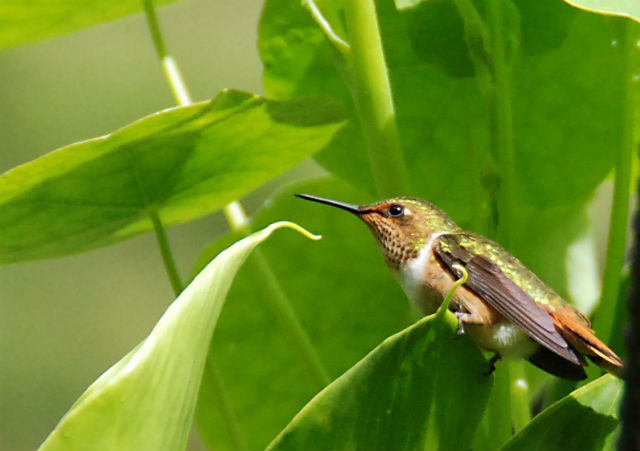 Photo Femelle Colibri Scintillant du Costa Rica