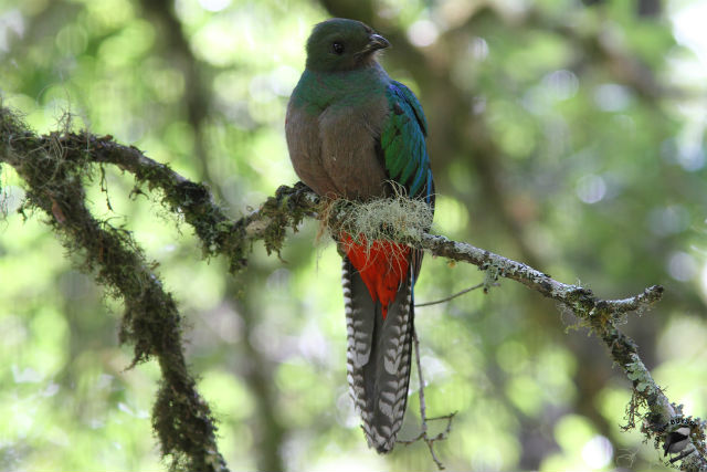 Photo d'une femelle Quetzal