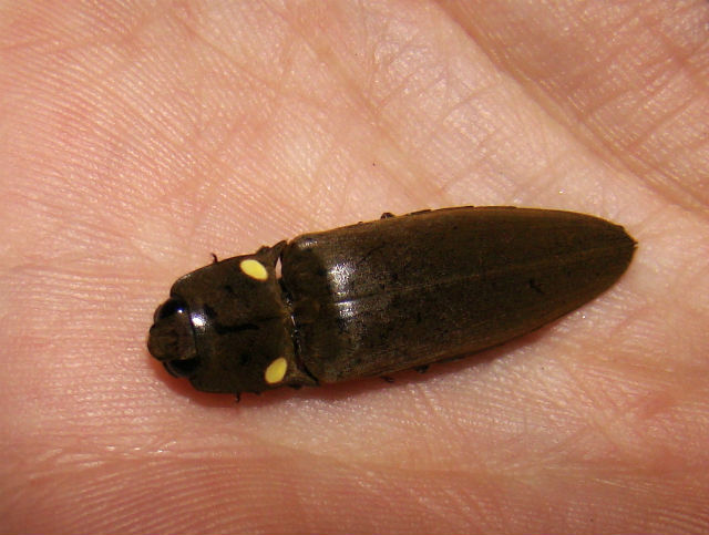 Photo d'un Insecte Pyrophorus Noctilucus ou Tucu-tucu
